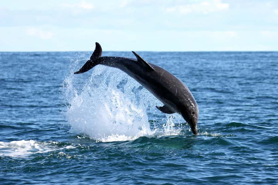 Gansbaai and Big 5 Sea Safari Full-Day Tour from Cape Town - Peregrine Farm Stall For Fresh Produce, A Tangible Souvenir