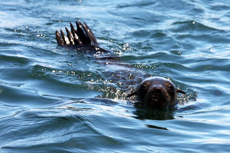 Gansbaai and Big 5 Sea Safari Full-Day Tour from Cape Town - Price And Value: What You Pay For On This Full-Day Tour