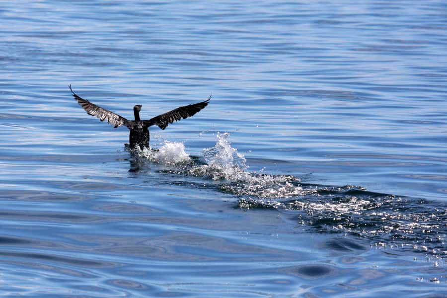 Gansbaai and Big 5 Sea Safari Full-Day Tour from Cape Town - Who This Tour Fits Best (And Who Might Reconsider)