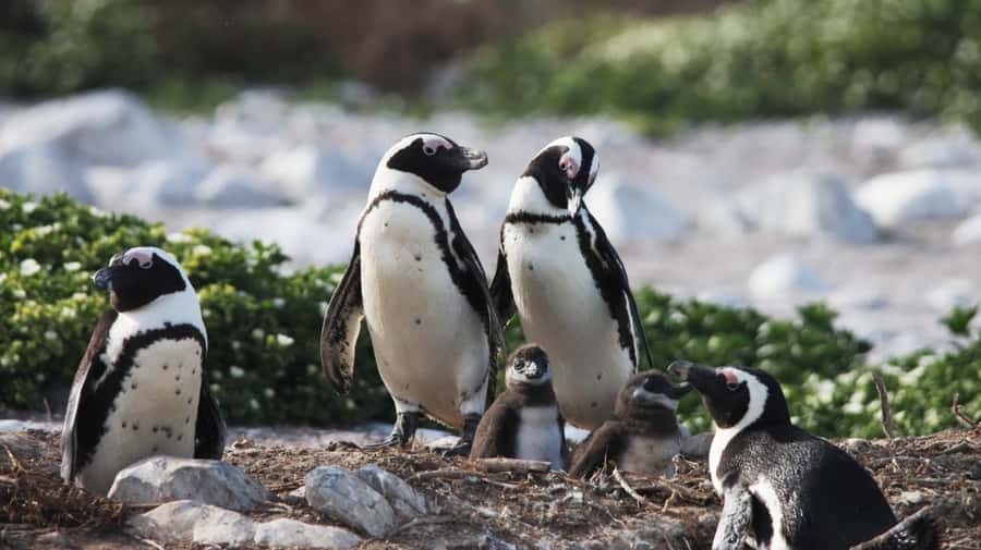 Gansbaai: Marine Big 5 Boat tour - Key things that make this tour special