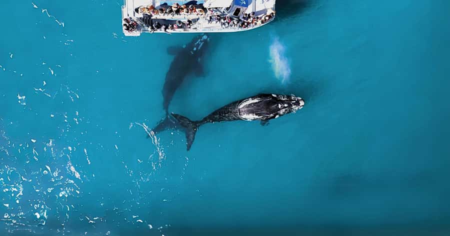 Gansbaai: Marine Big 5 Boat tour - Why Gansbaai is a top spot for the Marine Big 5