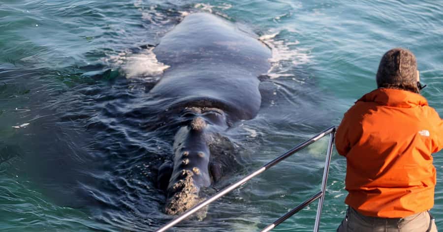 Gansbaai: Marine Big 5 Boat tour - The Great White House welcome in Kleinbaai (and why it’s more than just a meeting point)