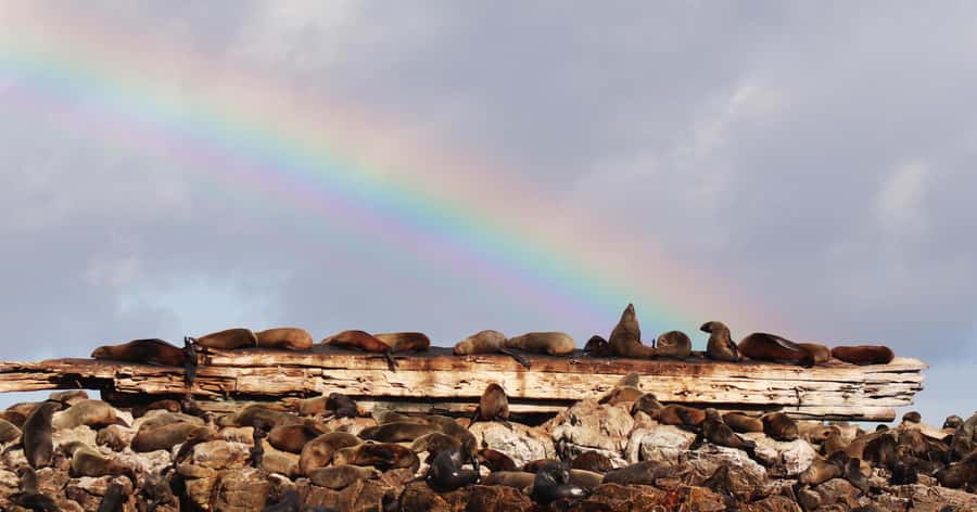 Gansbaai: Marine Big 5 Boat tour - Transfers from Cape Town or Hermanus: planning time like a local