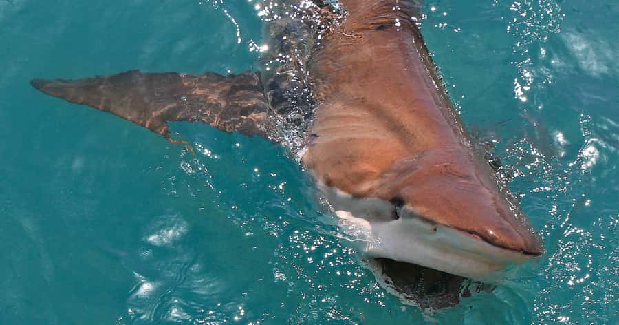 Gansbaai: Marine Big 5 Boat tour - The sea portion near Dyer Island and Shark Alley