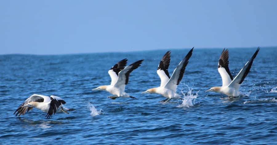 Gansbaai: Marine Big 5 Boat tour - Cape fur seals on Geyser Rock and why they steal scenes