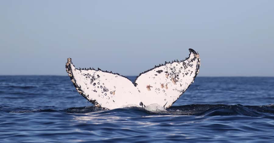Gansbaai: Marine Big 5 Boat tour - On-board Marine Biologist: how to get more from every sighting