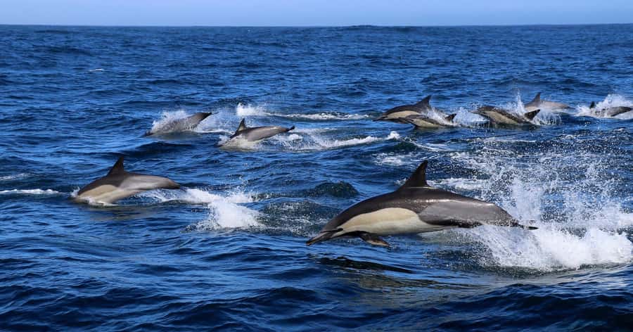 Gansbaai: Marine Big 5 Boat tour - The Marine Big 5 lineup: what you should look for
