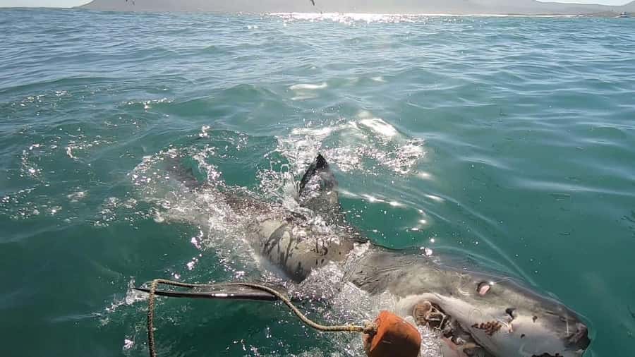 Gansbaai: Shark Cage Diving and Shark Viewing Boat Trip - Dyer Island waters: what Marine Big 5 sightings feel like in real life