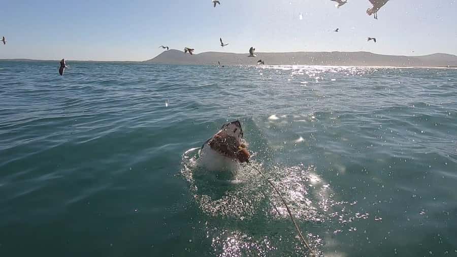 Gansbaai: Shark Cage Diving and Shark Viewing Boat Trip - Safety briefing and underwater cage viewing: calm nerves, controlled access