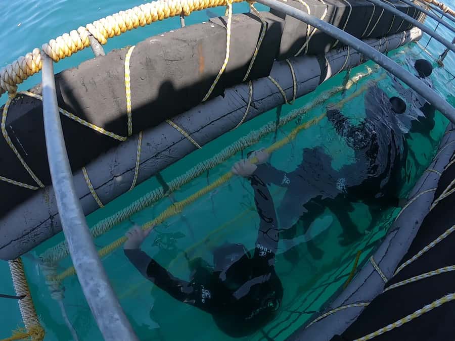 Gansbaai: Shark Cage Diving and Shark Viewing Boat Trip - The 3-hour flow at sea: photo stop, deck viewing, and time to spot movement