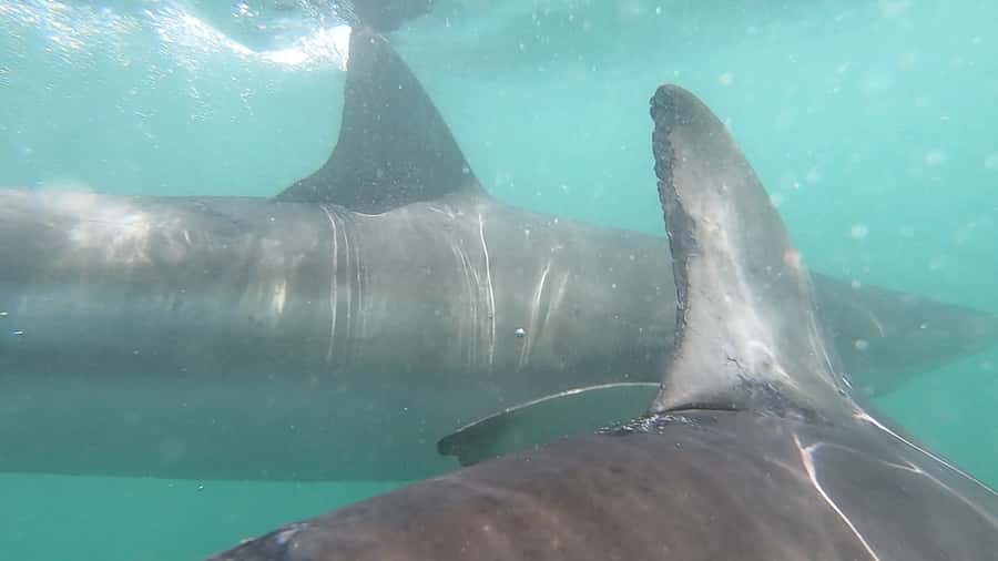Gansbaai: Shark Cage Diving and Shark Viewing Boat Trip - Price of about $161: how to judge value for a shark cage viewing day