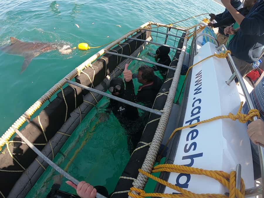 Gansbaai: Shark Cage Diving and Shark Viewing Boat Trip - Who should book this, and who might rethink it