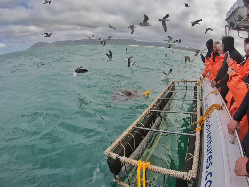 Gansbaai: Shark Cage Diving and Shark Viewing Boat Trip - Should you book Cape Shark Adventures in Gansbaai?