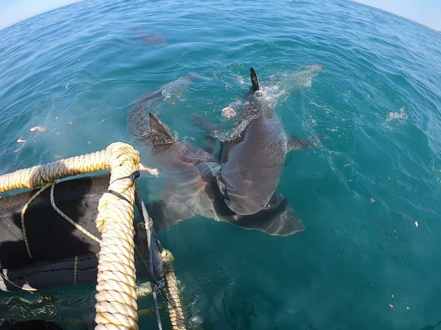Gansbaai: Shark Cage Diving and Shark Viewing Boat Trip - FAQ