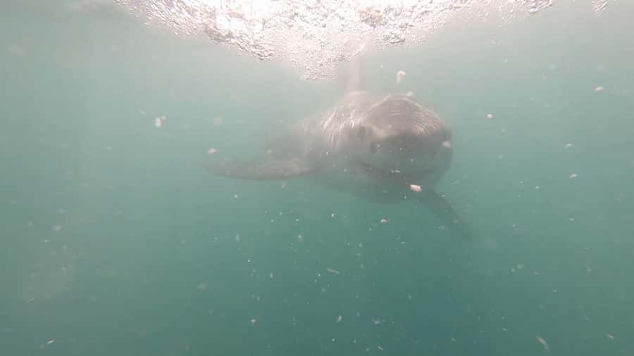 Gansbaai: Shark Cage Diving and Shark Viewing Boat Trip - Breakfast, lunch, and warm returns: why the food setup matters