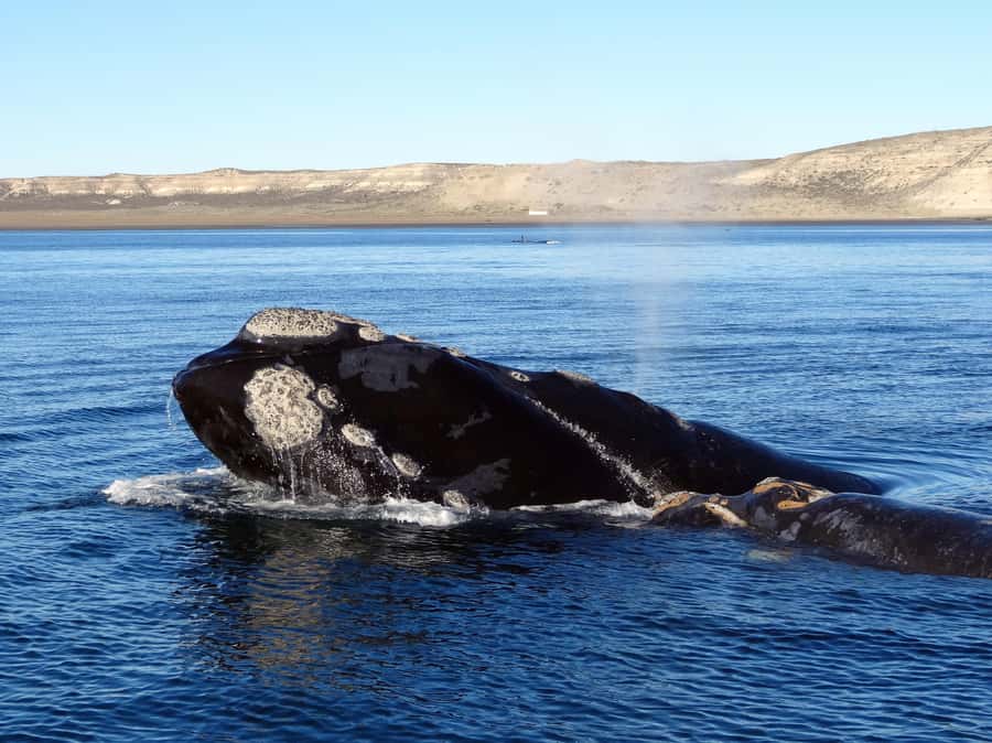 Gansbaai: Shark Dive & Whale Watching Combo Boat Trip - Key things to know before you go