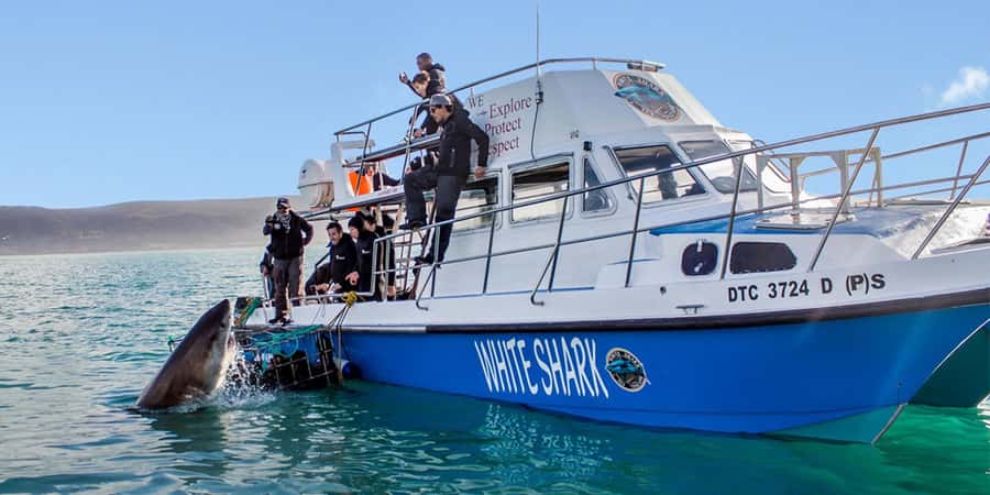 Gansbaai: Shark Dive & Whale Watching Combo Boat Trip - Why Gansbaai is the real game here, not just a slogan
