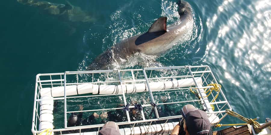 Gansbaai: Shark Dive & Whale Watching Combo Boat Trip - The whale watching side of the combo in Walker Bay