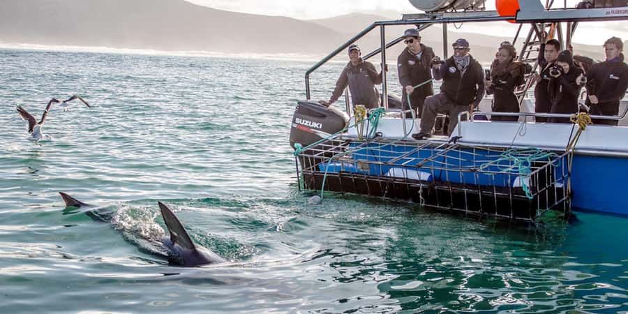 Gansbaai: Shark Dive & Whale Watching Combo Boat Trip - Price and value: why the combo makes sense for many people