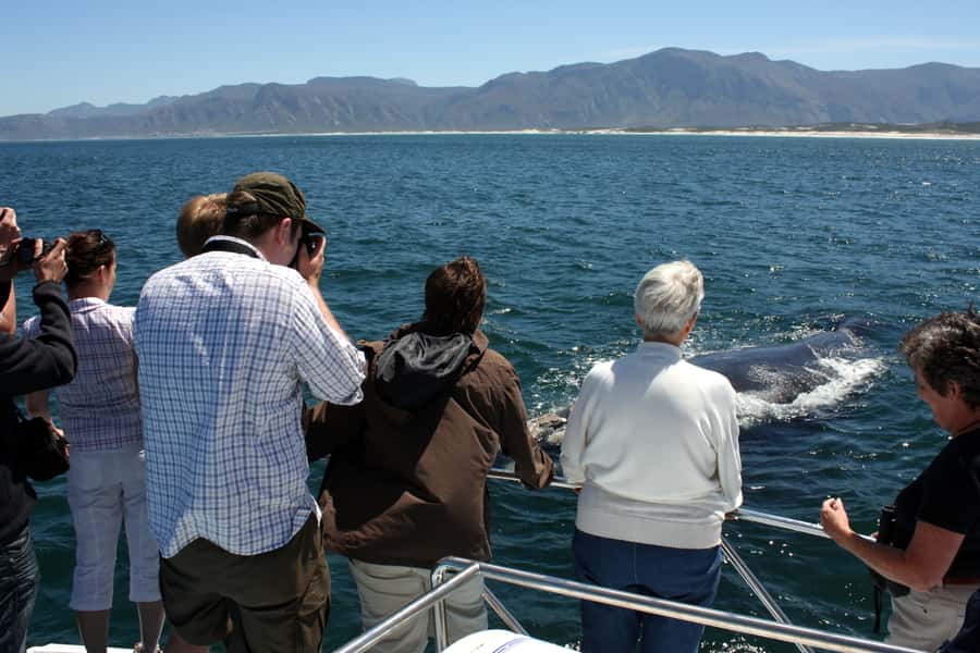 Gansbaai: Shark Dive & Whale Watching Combo Boat Trip - Logistics that can make or break your day