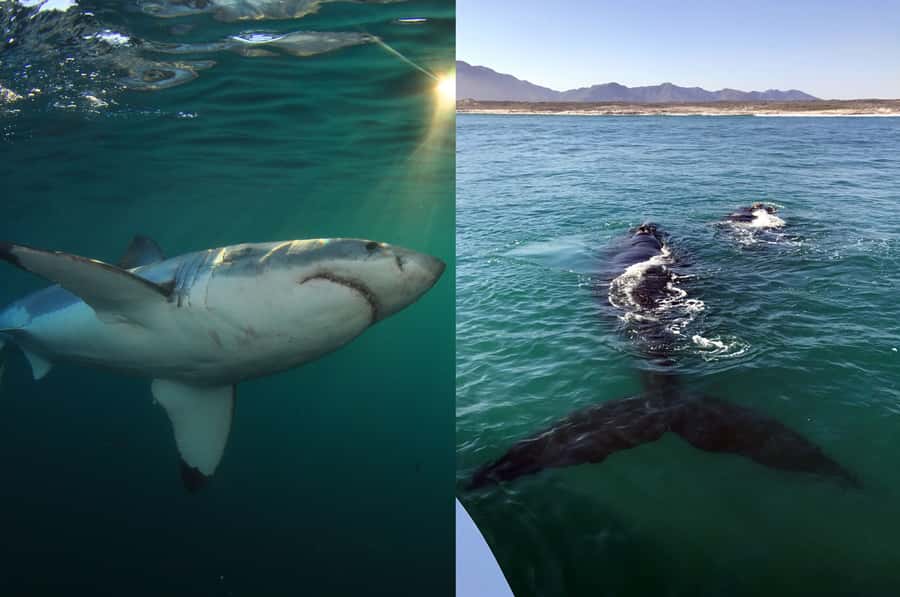 Gansbaai: Shark Dive & Whale Watching Combo Boat Trip - If conditions change: splitting the combo over 2 days
