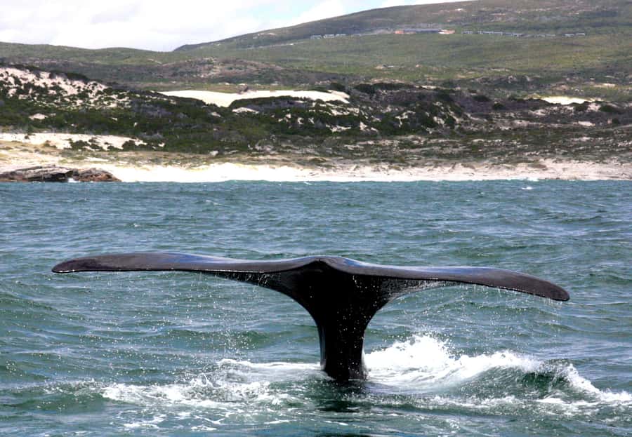 Gansbaai: Shark Dive & Whale Watching Combo Boat Trip - Who this trip fits best