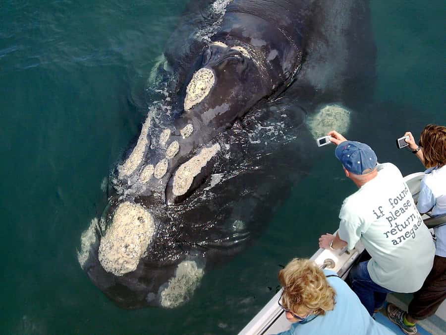 Gansbaai: Shark Dive & Whale Watching Combo Boat Trip - Shark cage dive off Dyer Island: what happens step by step