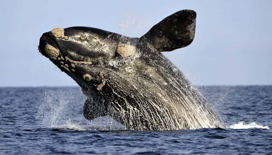 Gansbaai: Whale Watching Trip by Boat - Key highlights worth your time
