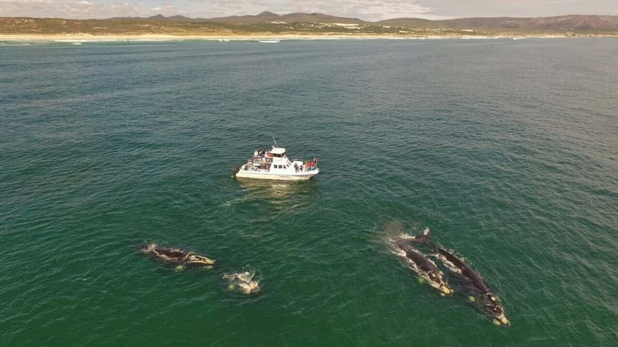 Gansbaai: Whale Watching Trip by Boat - De Kelders nature reserve: why this route is such a big deal