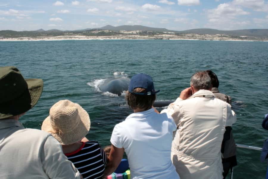 Gansbaai: Whale Watching Trip by Boat - Species you may see, and what to look for in the moment
