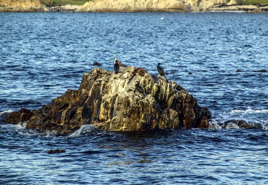Gansbaai: Whale Watching Trip by Boat - Beyond whales: dolphins, seals, penguins and the rest of the food chain