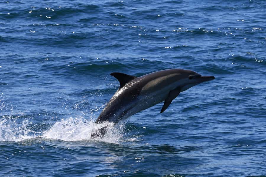 Gansbaai: Whale Watching Trip by Boat - Boat comfort, visibility, and staying warm in coastal wind