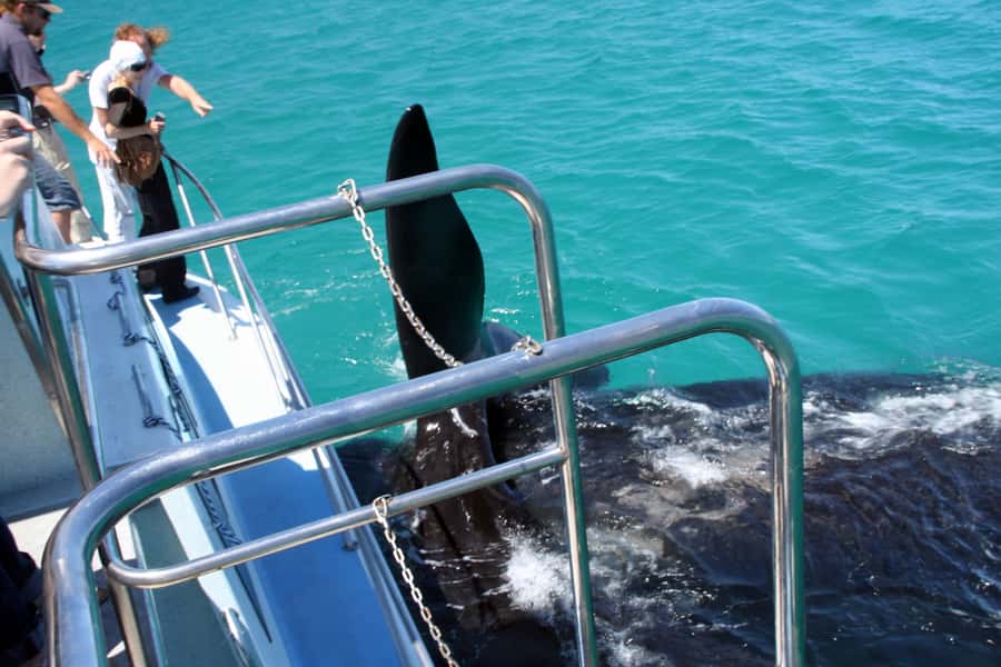 Gansbaai: Whale Watching Trip by Boat - The 2-hour flow: from fishing harbor to whale search