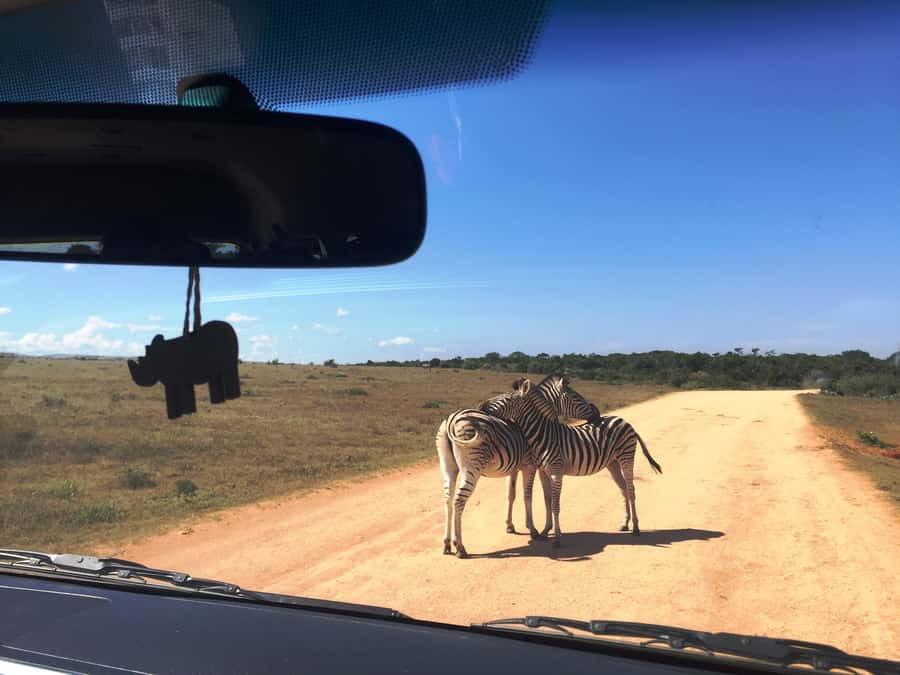 Garden Route and Addo Elephant National Park: 5-Day Safari - Day 5: Addo Elephant National Park safari time, then drop-off in Port Elizabeth