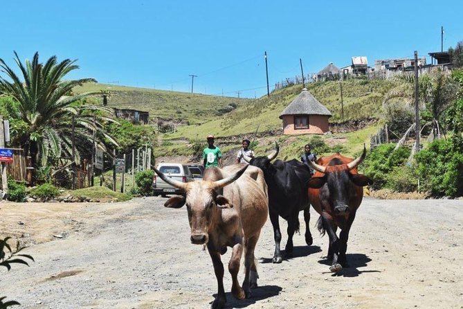 Garden Route Durban to Cape Town via Addo National Park - 7 Days - Durban to Cape Town, but with less stress than self-driving