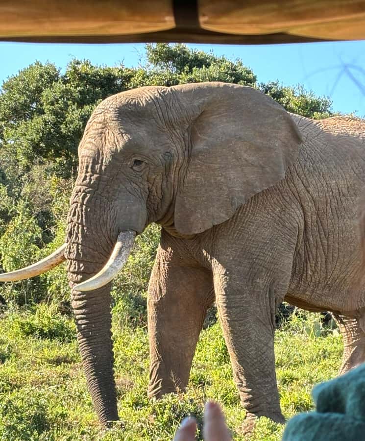 Gqeberha: Park View Game Drive at Schotia Safaris with Lunch - Schotia Safari Quick Hits (Park View Game Drive)