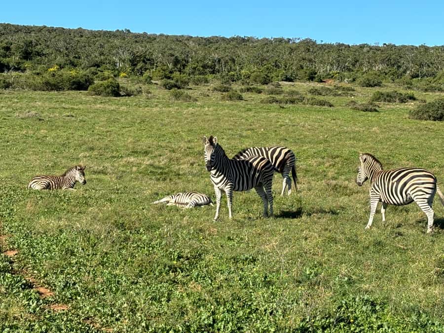 Gqeberha: Park View Game Drive at Schotia Safaris with Lunch - Rules to Keep the Wildlife Wild