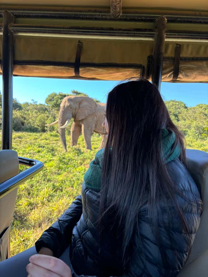 Gqeberha: Park View Game Drive at Schotia Safaris with Lunch - Schotia Safaris in the Eastern Cape, Built for Sightings