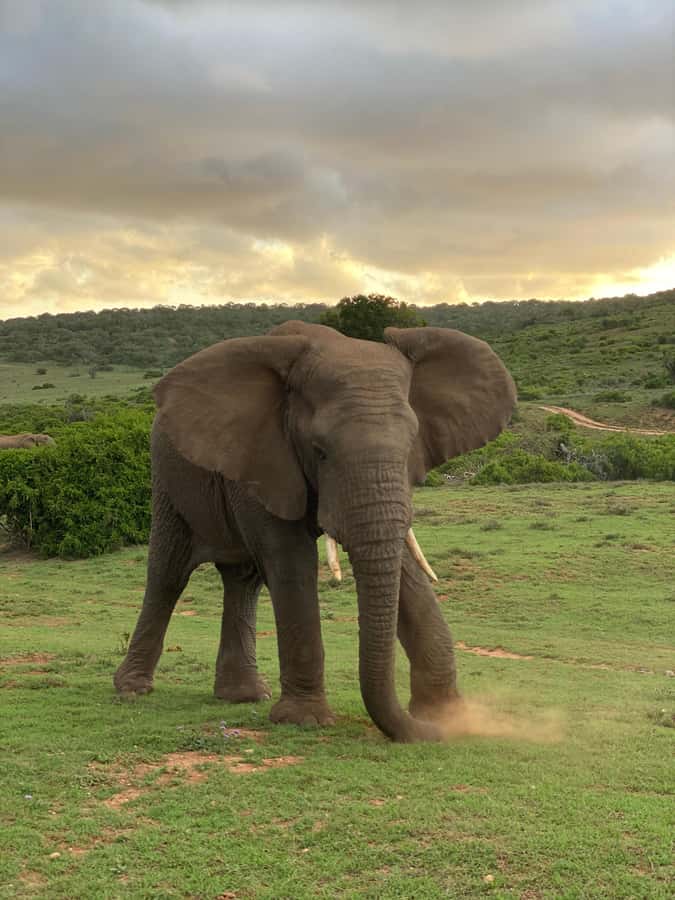 Gqeberha: Park View Game Drive at Schotia Safaris with Lunch - Your Safari Vehicle: Open-Air Views or Closed Comfort