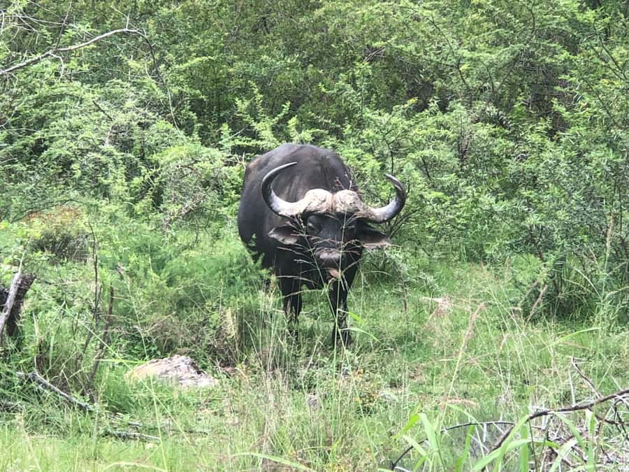 Gqeberha: Park View Game Drive at Schotia Safaris with Lunch - Picnic Snacks and Braai Lunch: More Than a Meal Break
