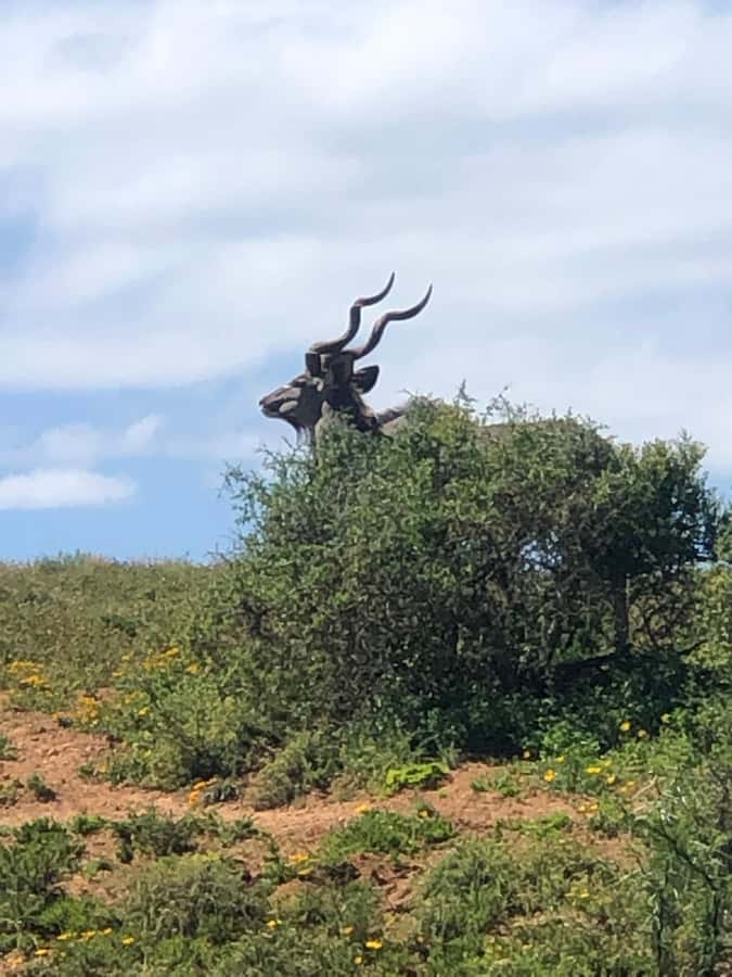 Gqeberha: Park View Game Drive at Schotia Safaris with Lunch - Wildlife Density: What It Means for Your Photos and Your Patience