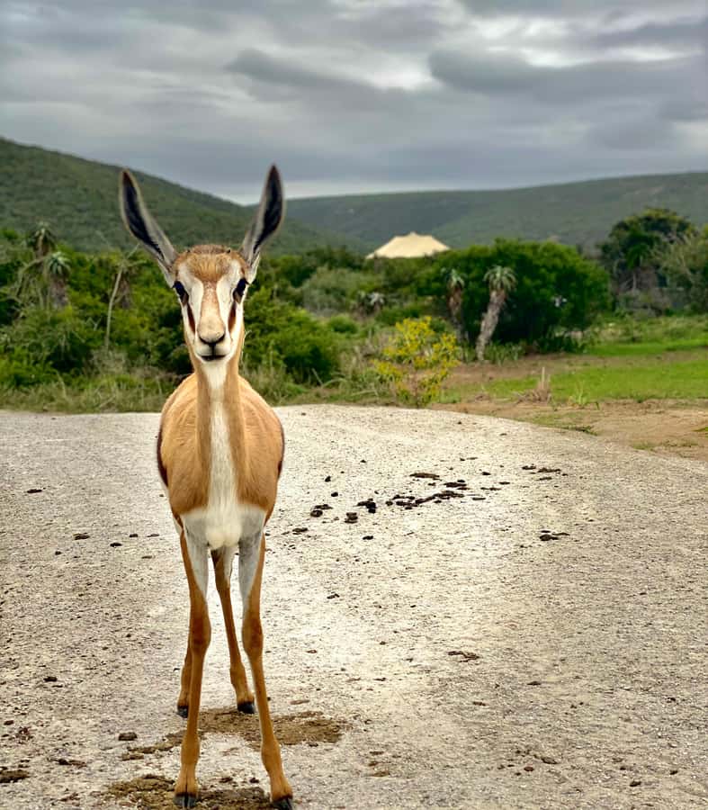 Gqeberha: Park View Game Drive at Schotia Safaris with Lunch - The Guide Makes It a Team Sport (Ryno Style)