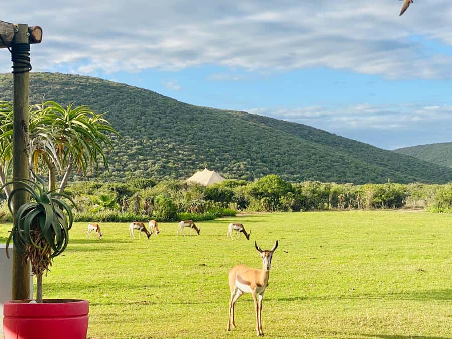 Gqeberha: Park View Game Drive at Schotia Safaris with Lunch - Extras on the Reserve: What You Can Do, What Costs More