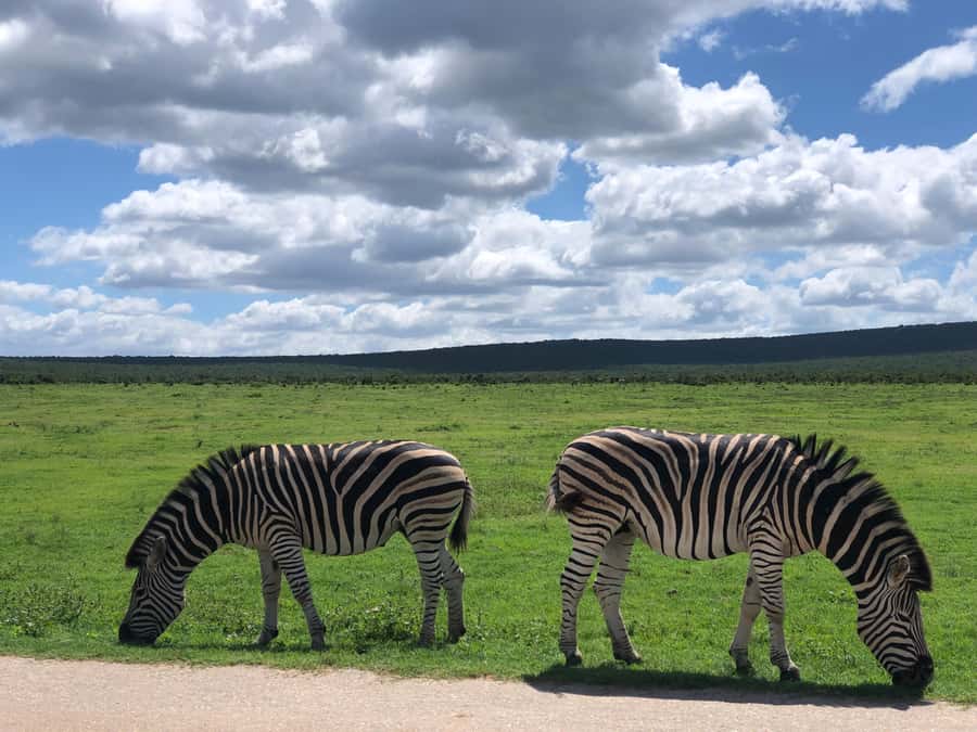 Gqeberha: Park View Game Drive at Schotia Safaris with Lunch - What to Pack (So Your Safari Day Stays Comfortable)