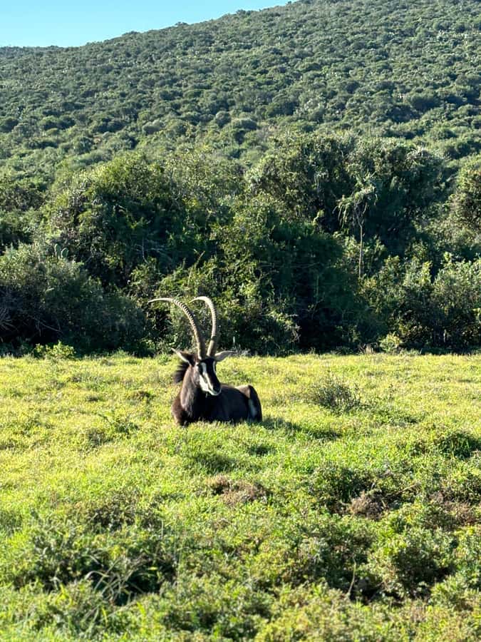 Gqeberha: Park View Game Drive at Schotia Safaris with Lunch - How the 4-Hour Rhythm Usually Feels (Pickup to Drop-Off)