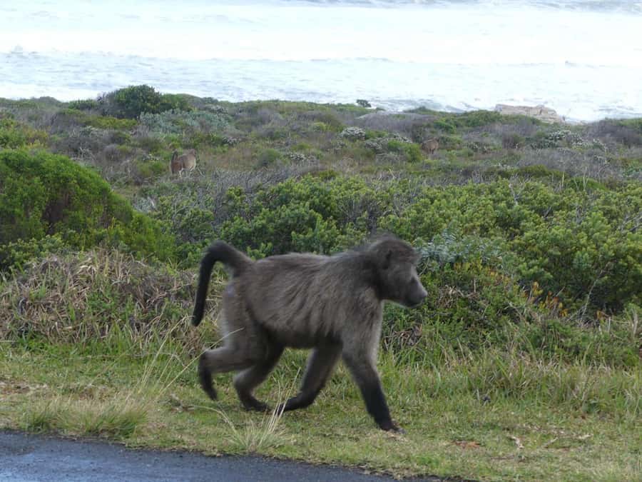 Group Tour of Cape of Good Hope and Boulders Beach Penguins - Cape Peninsula in 10 Hours: what this day trip really delivers