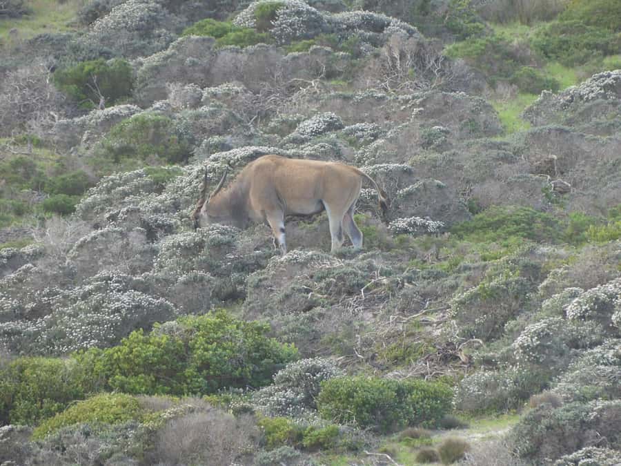 Group Tour of Cape of Good Hope and Boulders Beach Penguins - Bo-Kaap, Sea Point, Clifton, Camps Bay: the “Cape Town highlights” section