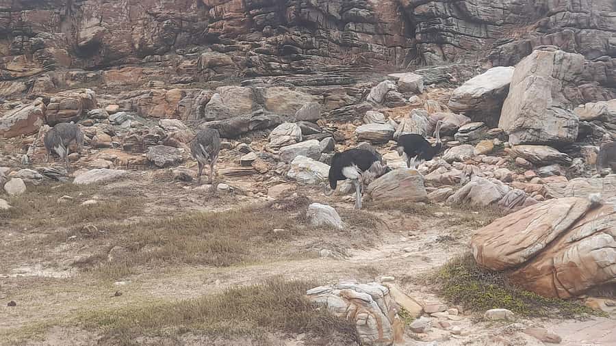 Group Tour of Cape of Good Hope and Boulders Beach Penguins - Hout Bay and Chapman’s Peak Drive: where the views start doing work