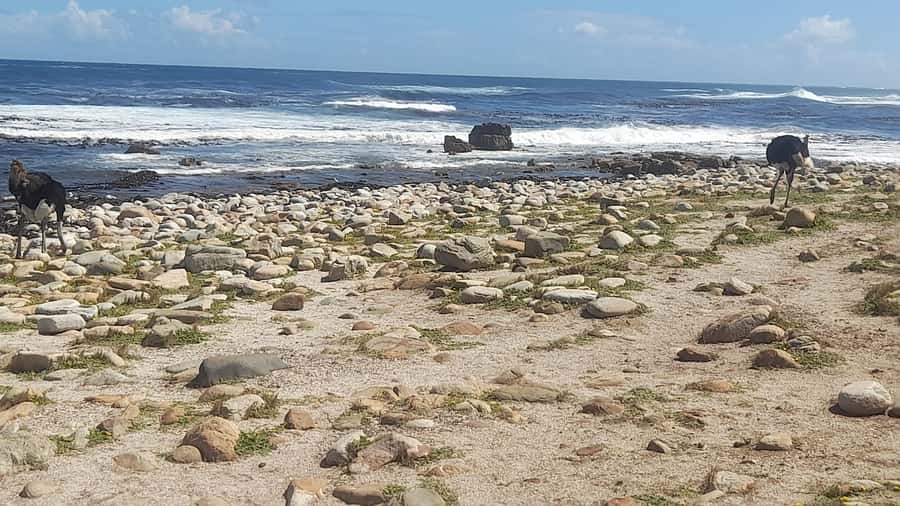 Group Tour of Cape of Good Hope and Boulders Beach Penguins - Cape Point area: lighthouse views and cliff-edge drama
