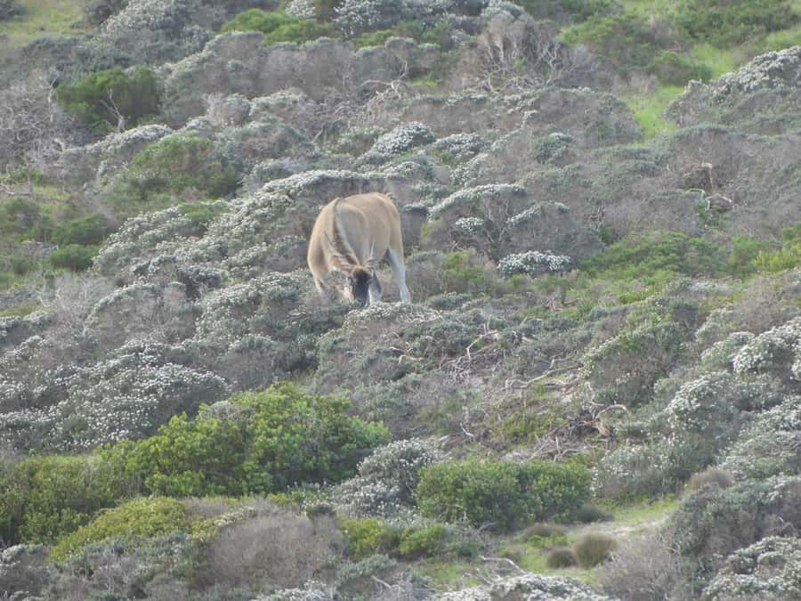 Group Tour of Cape of Good Hope and Boulders Beach Penguins - Boulders Beach Penguin Colony: the main event that needs patience